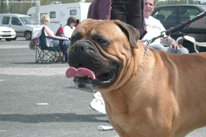 Doggy Dog - résultats nationale d'élevage 2005