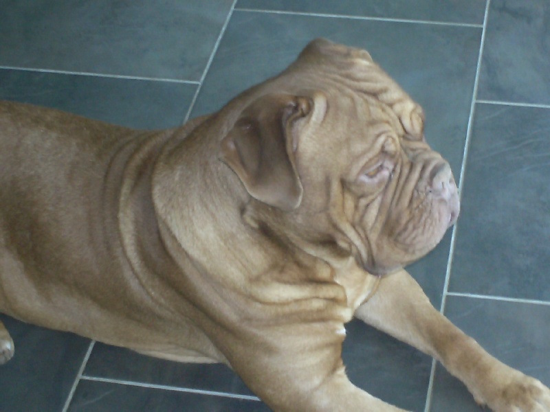 Doggy Dog Bruss