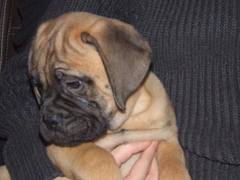 Doggy Dog - Chiots disponibles - Bullmastiff