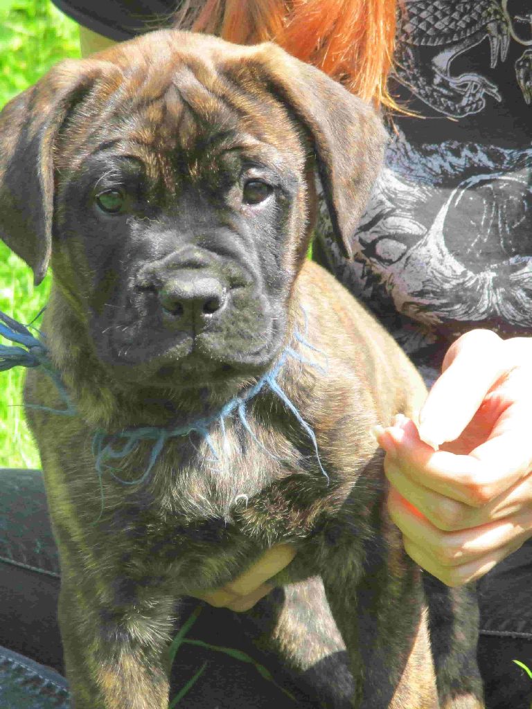 Doggy Dog - Chiots disponibles - Bullmastiff